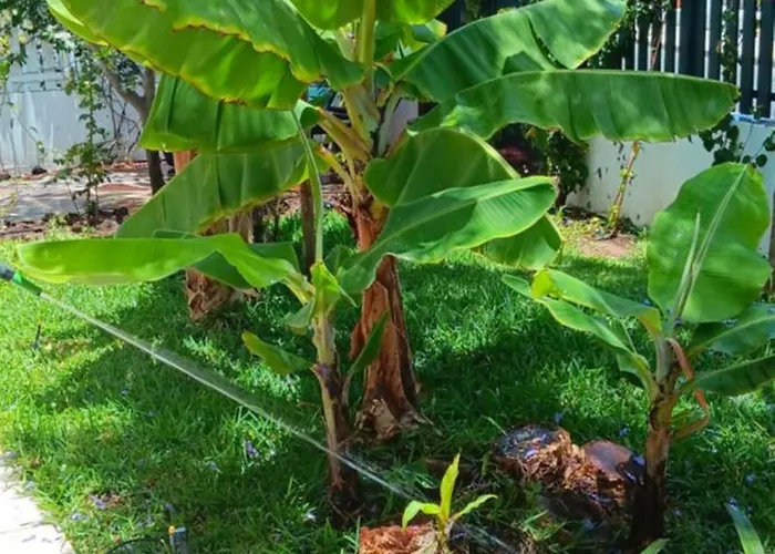 Tirma * Playa del Inglés